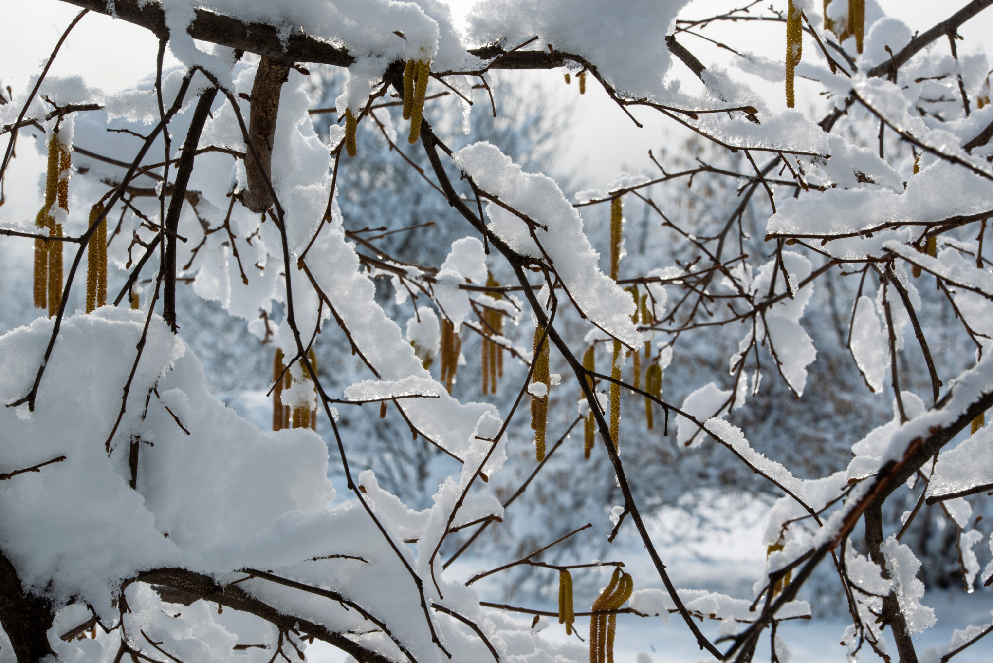 Tree branches covered in snow.