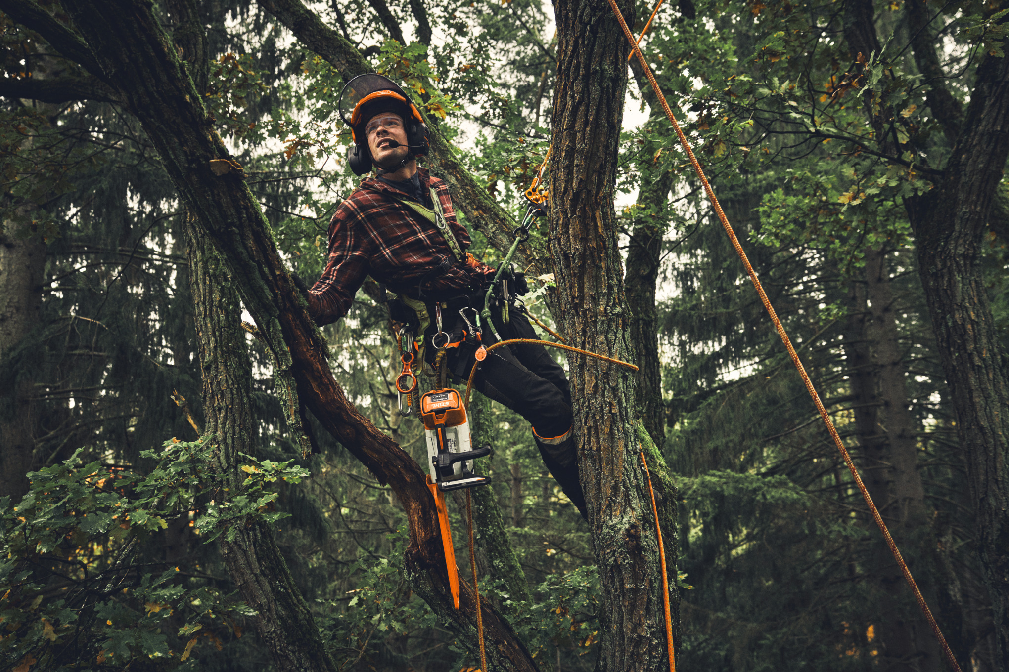Un professionnel de l'arboriculture est suspendu à un arbre à feuilles caduques à l'aide d'un harnais de sécurité.